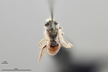 Media type: image;   Entomology 770384 Aspect: habitus dorsal view